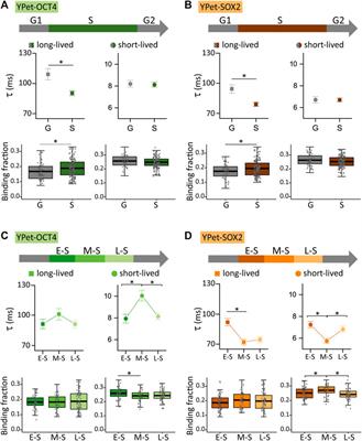 The dynamical organization of the core pluripotency transcription factors responds to differentiation cues in early S-phase